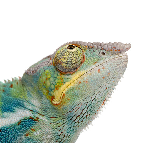 Young Chameleon Furcifer Pardalis - Ankify (8 месяцев
)