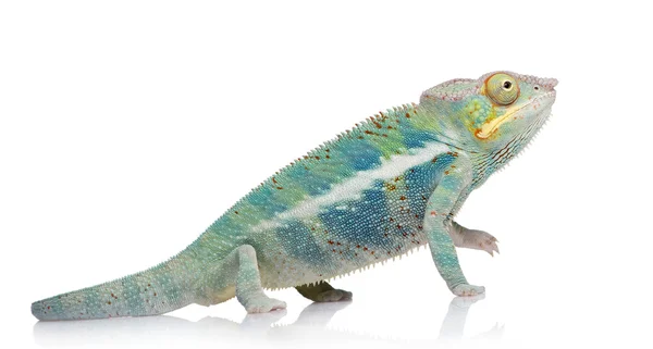 Mladá chameleón Furcifer Pardalis - Ankify (8 měsíců) — Stock fotografie