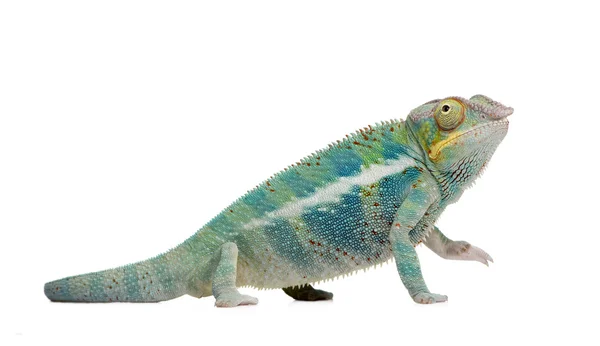 Молодий Chameleon Furcifer Pardalis - Ankify (8 місяців) — стокове фото