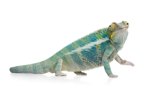 Jonge Chameleon Furcifer Pardalis - Ankify (8 maanden) — Stockfoto