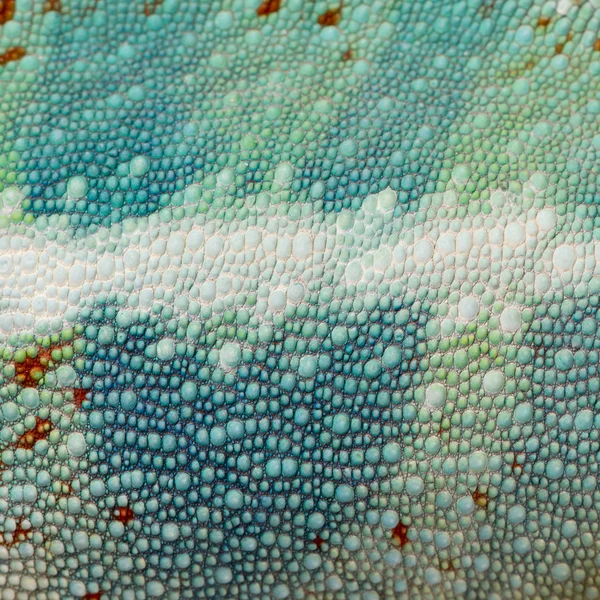 Primer plano sobre una piel de reptil colorida —  Fotos de Stock
