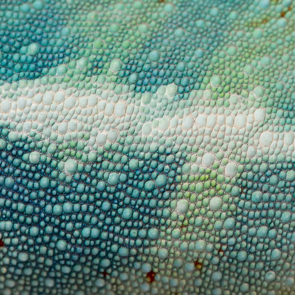 Közeli kép: egy színes hüllő bőrén — Stock Fotó