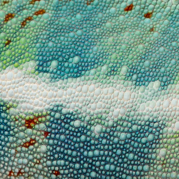 Close-up em uma pele de réptil colorido — Fotografia de Stock