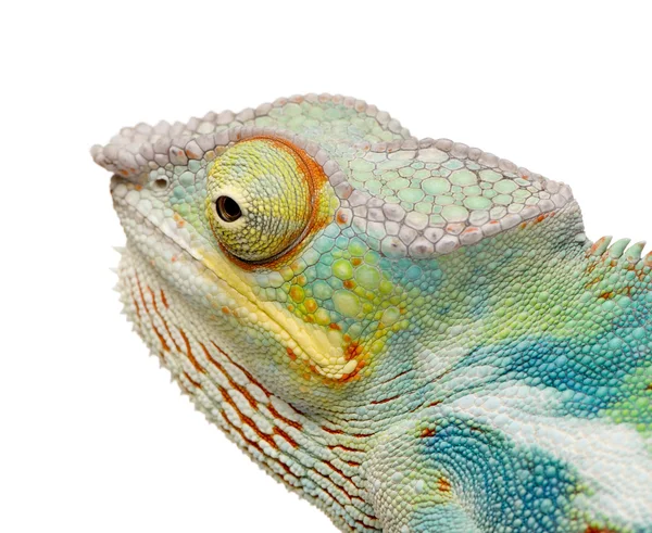 Young Chameleon Furcifer Pardalis - Ankify (8 месяцев ) — стоковое фото