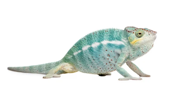 Young Chameleon Furcifer Pardalis - Nosy Be (7 месяцев ) — стоковое фото