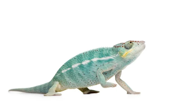Mladá chameleón Furcifer Pardalis - zvědavý Be(7 months) — Stock fotografie