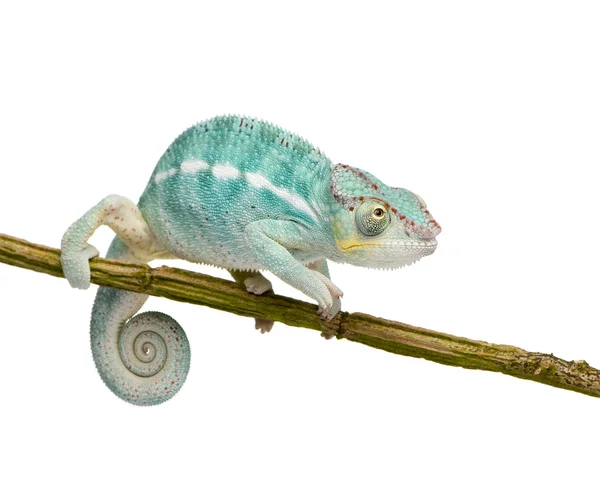 stock image Young Chameleon Furcifer Pardalis - Nosy Be(7 months)