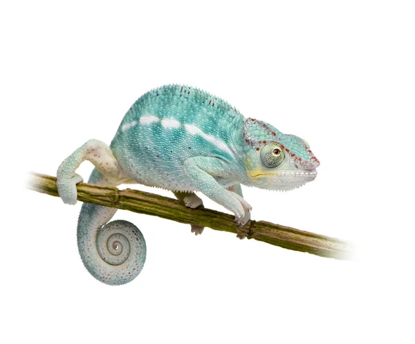 Молодий Chameleon Furcifer Pardalis - Нусі-Be(7 months) — стокове фото