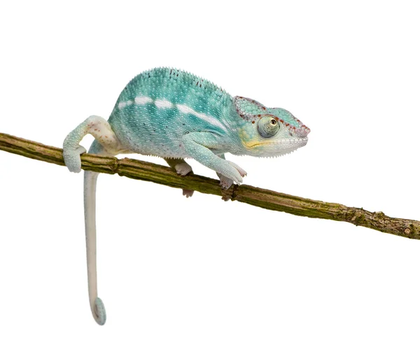 Young Chameleon Furcifer Pardalis - Nosy Be(7 months) — Stock Photo, Image