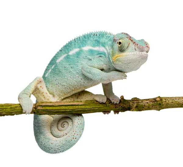 Unga kameleont Furcifer Pardalis - nyfikna Be(7 months) — Stockfoto