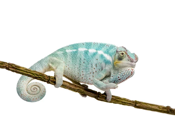 Giovane Chameleon Furcifer Pardalis - Nosy Be (7 mesi ) — Foto Stock