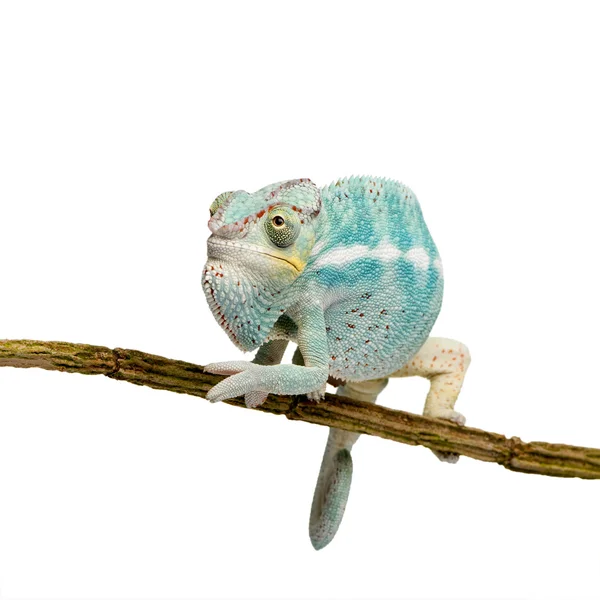 Unga kameleont Furcifer Pardalis - nyfikna Be(7 months) — Stockfoto