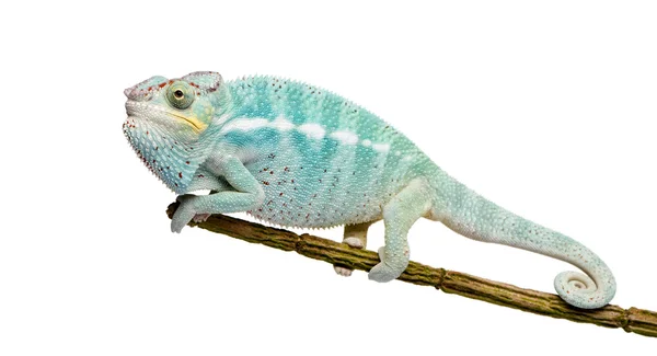 Молодий Chameleon Furcifer Pardalis - Нусі-Be(7 months) — стокове фото
