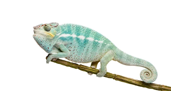 Giovane Chameleon Furcifer Pardalis - Nosy Be (7 mesi ) — Foto Stock