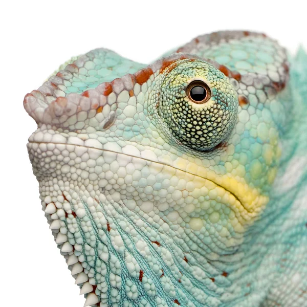 Mladá chameleón Furcifer Pardalis - zvědavý Be(7 months) — Stock fotografie