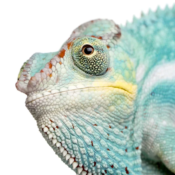 Young Chameleon Furcifer Pardalis - Nosy Be(7 months) — Stock Photo, Image