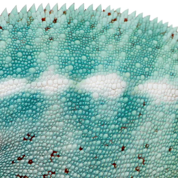 Närbild på en färgglad reptil hud — Stockfoto