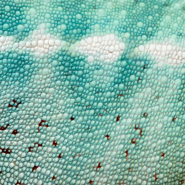 Detail na barevné reptile kůže — Stock fotografie