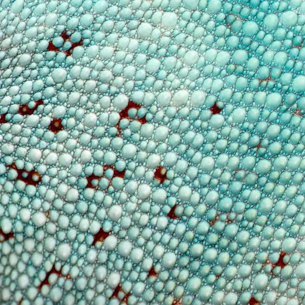 Közeli kép: egy színes hüllő bőrén — Stock Fotó