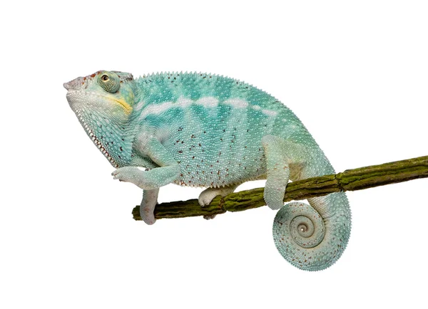Jonge Chameleon Furcifer Pardalis - nieuwsgierige Be(7 months) — Stockfoto
