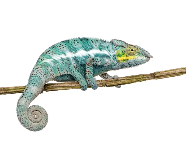 Chameleon Furcifer Pardalis - nieuwsgierige Faly (18 maanden) — Stockfoto