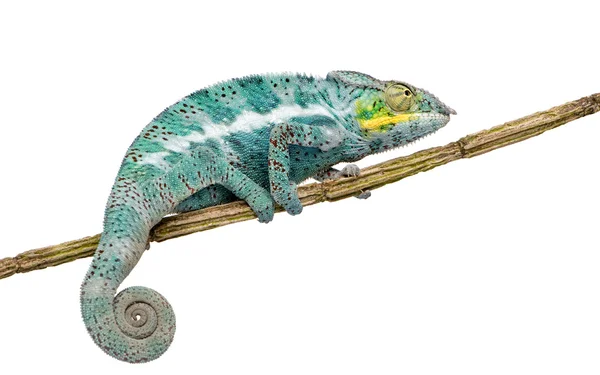 Chameleon Furcifer Pardalis - Нусі-Faly (18 місяців) — стокове фото