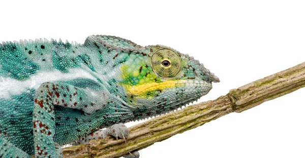 Chameleon Furcifer Pardalis - Nosy Faly (18 months) — Stock Photo, Image