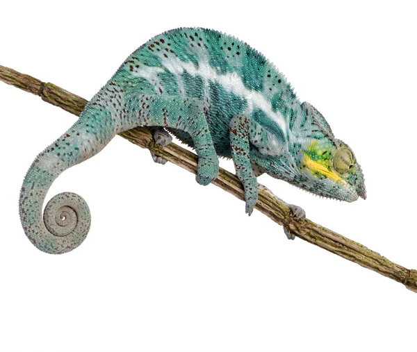 Chameleon Furcifer Pardalis - Nosy Faly (18 месяцев ) — стоковое фото
