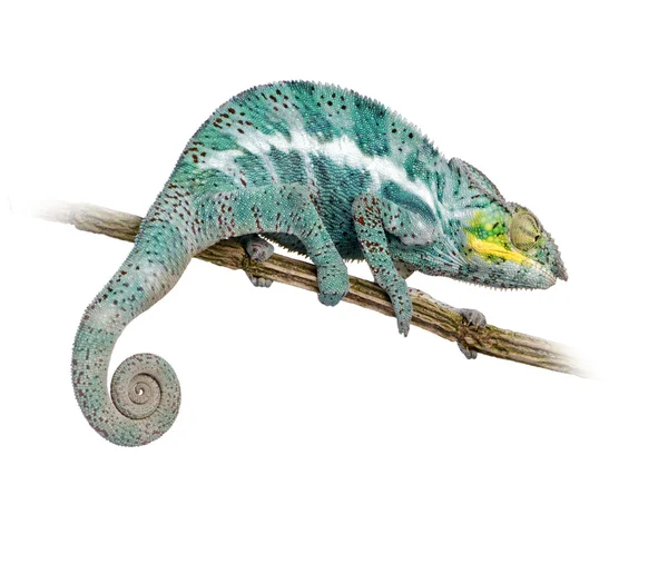 Chameleon Furcifer Pardalis - nieuwsgierige Faly (18 maanden) — Stockfoto