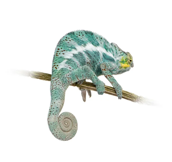 Chameleón Furcifer Pardalis - Nosy Faly (18 měsíců) — Stock fotografie