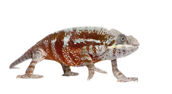 Chameleon Furcifer Pardalis - Masoala (4 år) — Stockfoto