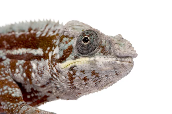 Chameleon Furcifer Pardalis - Масуалу (до 4 років) — стокове фото