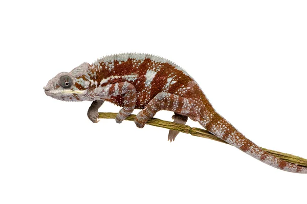 Chameleon Furcifer Pardalis - Masoala (4 jaar) — Stockfoto