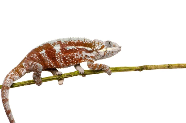 Chameleon Furcifer Pardalis - Masoala (4 años) ) — Foto de Stock