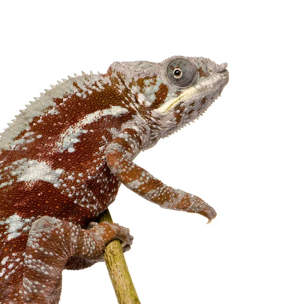 Chameleon Furcifer Pardalis - Масуалу (до 4 років) — стокове фото