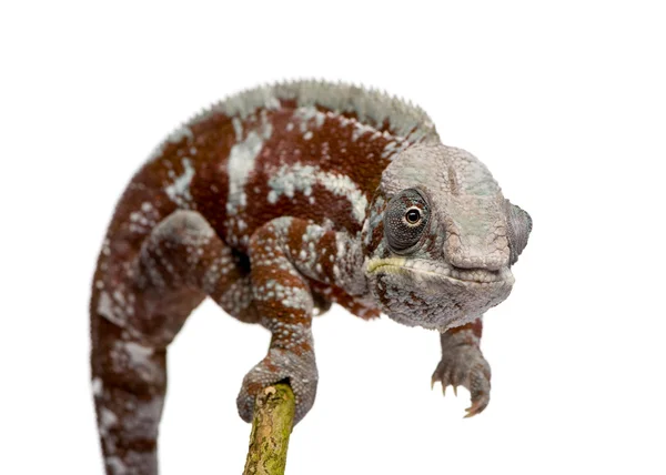 Chameleon Furcifer Pardalis - Masoala (4 years) — Stock Photo, Image
