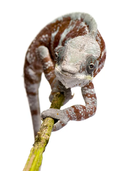 Chameleon Furcifer Pardalis - Masoala (4 años) ) —  Fotos de Stock