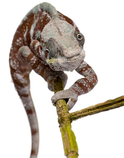 Chameleon Furcifer Pardalis - Masoala (4 года) ) — стоковое фото