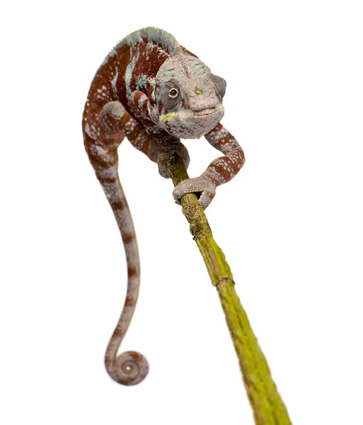 stock image Chameleon Furcifer Pardalis - Masoala (4 years)