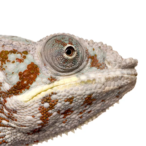 Chameleón Furcifer Pardalis - Masoala (4 roky) — Stock fotografie