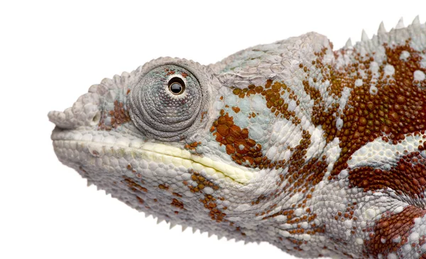 Chameleón Furcifer Pardalis - Masoala (4 roky) — Stock fotografie