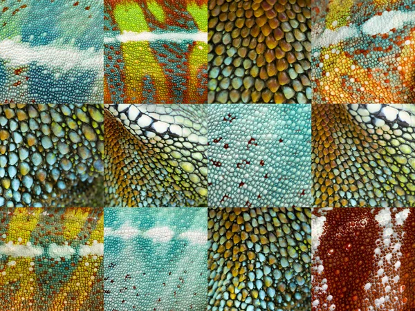 Collection of twelve colorful reptile skin — Stock Photo, Image