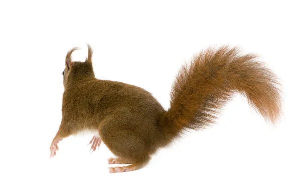 Euraasian orava - Sciurus vulgaris (2 vuotta ) — kuvapankkivalokuva