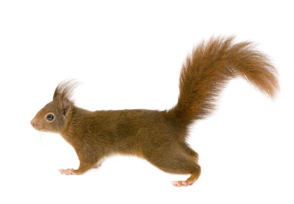 Esquilo vermelho eurasiano - Sciurus vulgaris (2 anos ) — Fotografia de Stock