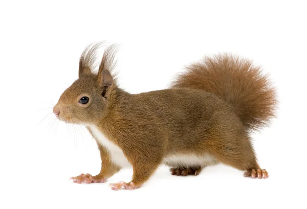 Eurasian red squirrel - Sciurus vulgaris (2 years) — Stock Photo, Image