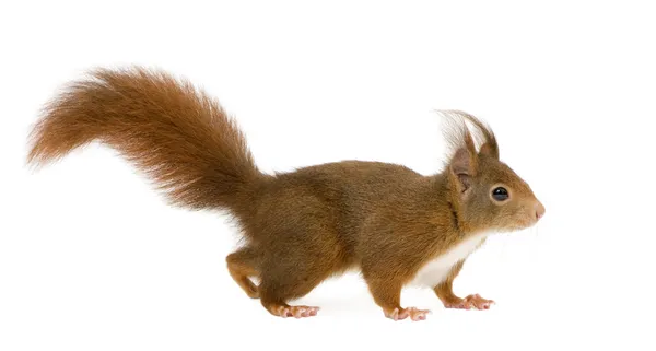 Rotes Eichhörnchen - Sciurus vulgaris (2 Jahre)) — Stockfoto