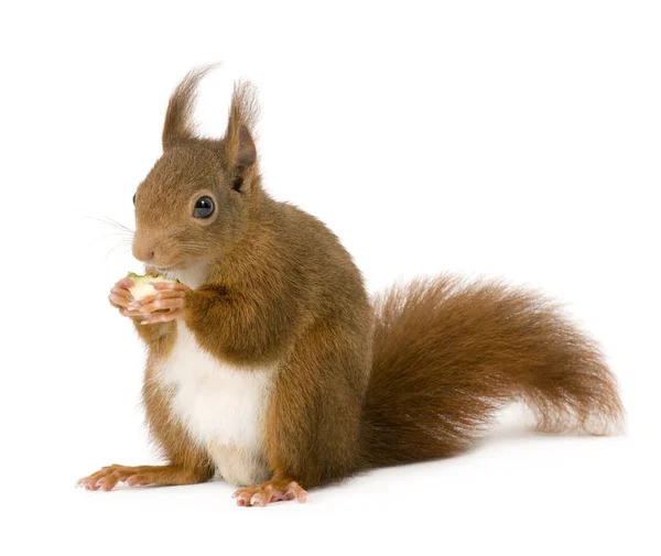 Rotes Eichhörnchen - Sciurus vulgaris (2 Jahre)) — Stockfoto