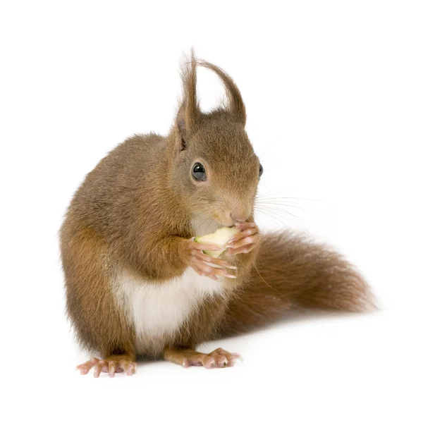 Stock image Eurasian red squirrel - Sciurus vulgaris (2 years)