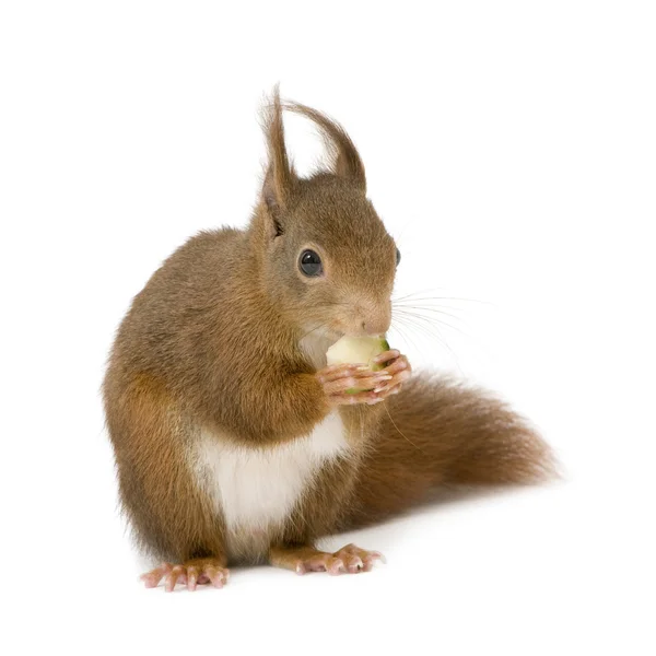 Euraziatische rode eekhoorn - Sciurus vulgaris (2 jaar) — Stockfoto