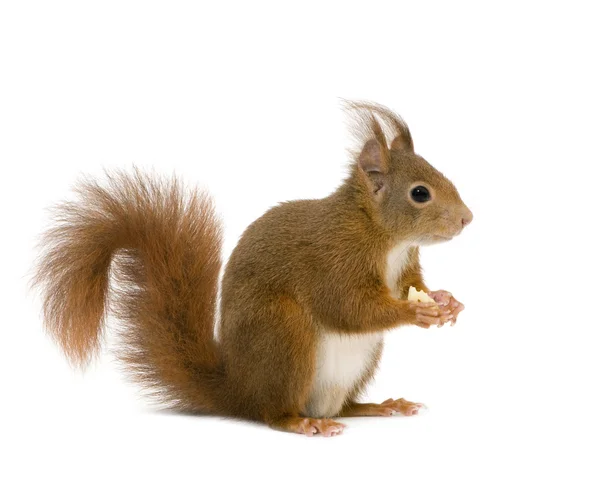 Eurasian red squirrel - Sciurus vulgaris (2 years) — Stock Photo, Image